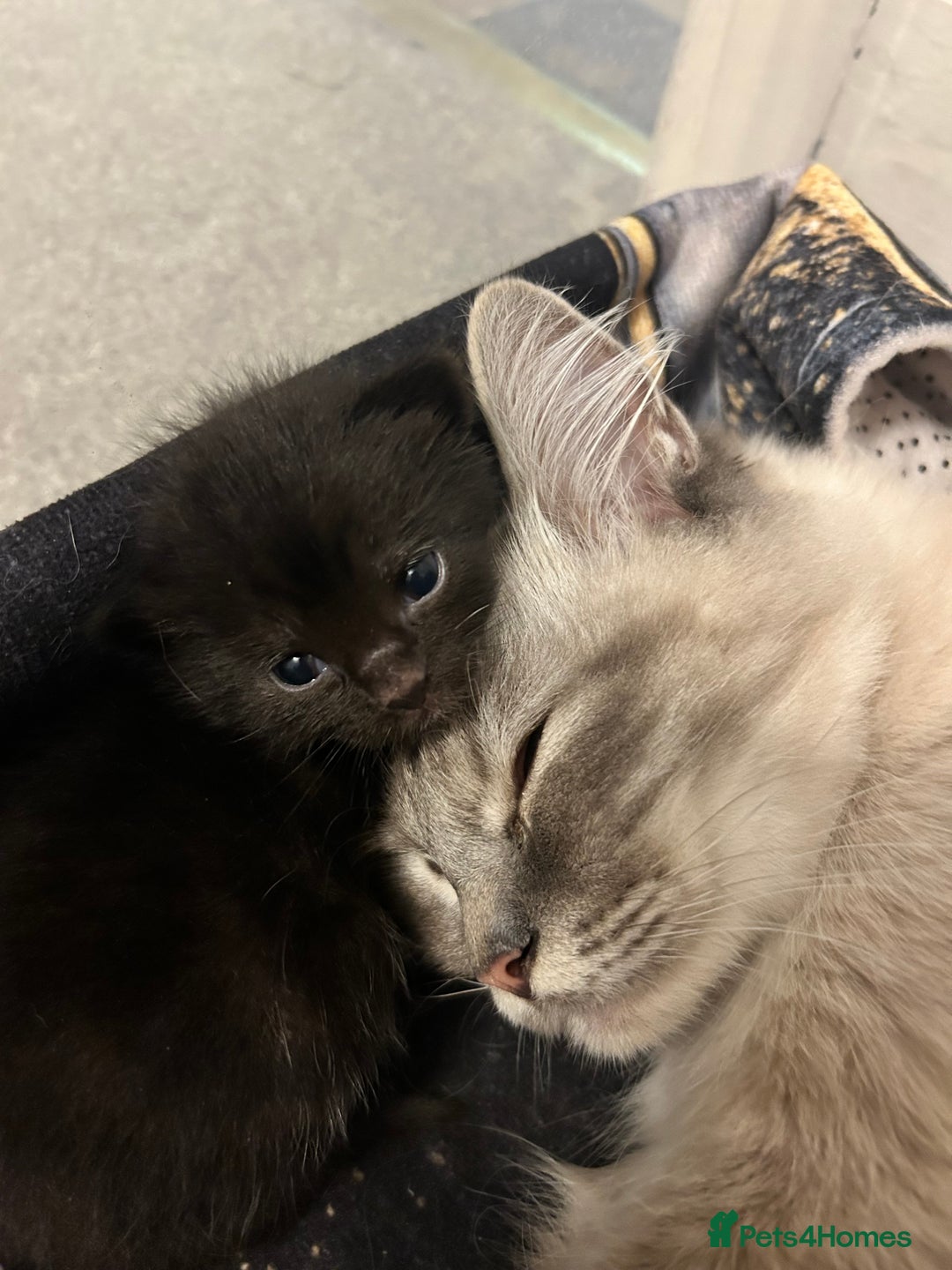 Ragdoll cats for sale: 🐾 Ragdoll Kittens Ready End of November 🐾 - Image 9