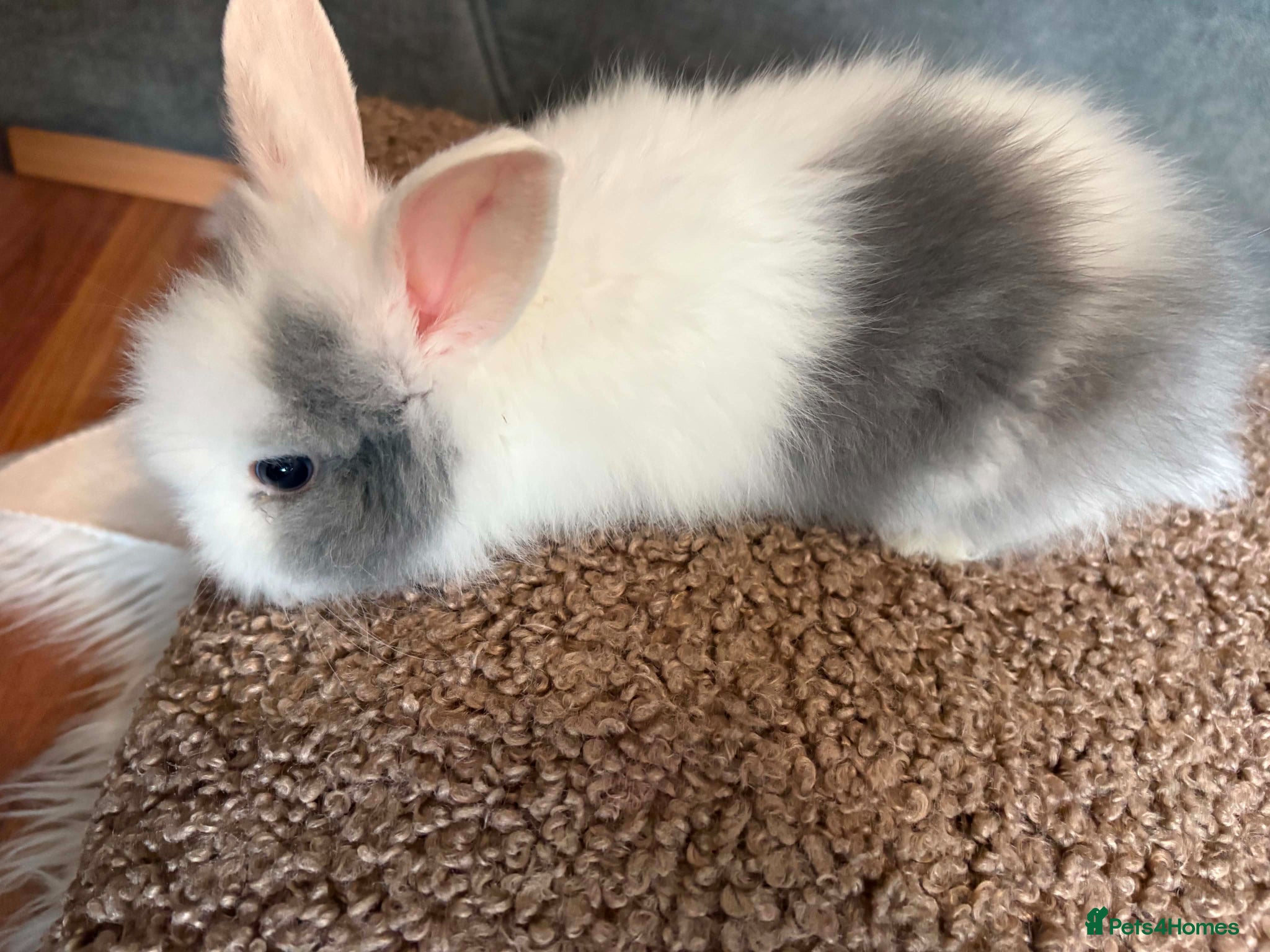 Lionhead rabbits Lionhead babies - Advert 14