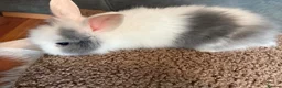 Lionhead rabbits for sale: Lionhead babies in Hereford - Advert 1