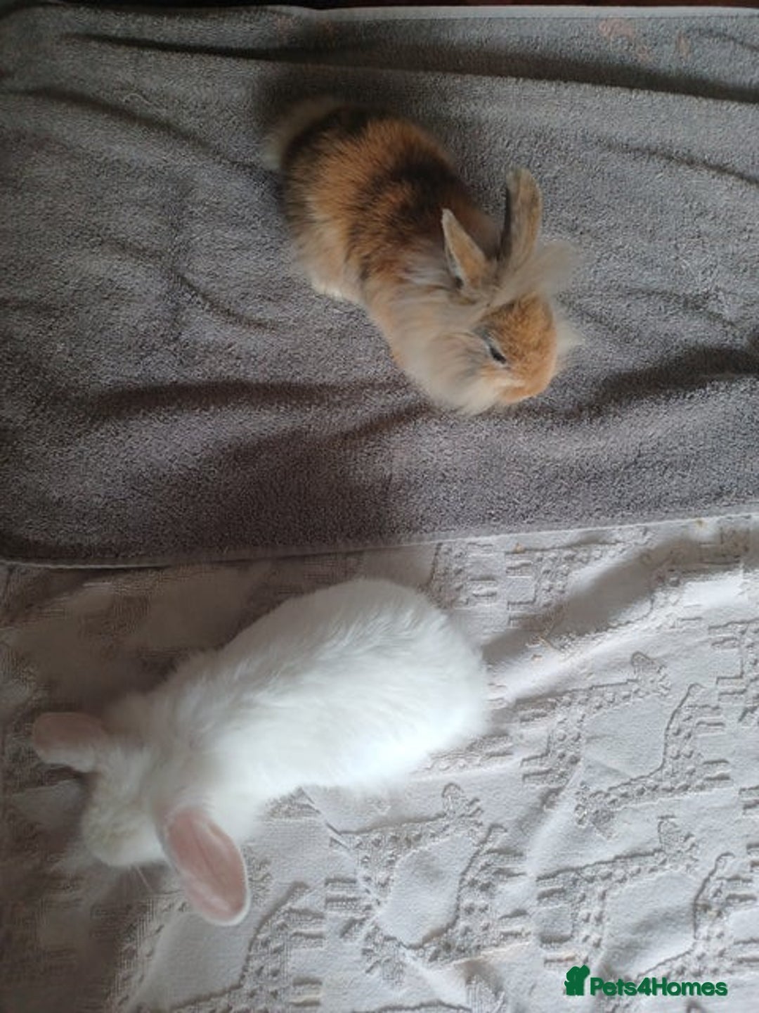 Mixed Breed rabbits for sale: Baby rabbits - Image 7