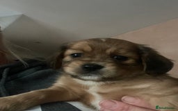 Cavapoo dogs for sale: Beautiful Cavapoo puppies - Image 3