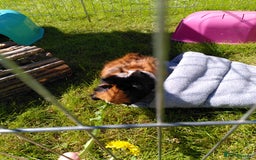 Guinea Pig rodents for sale: Two female guinea pigs - Image 4