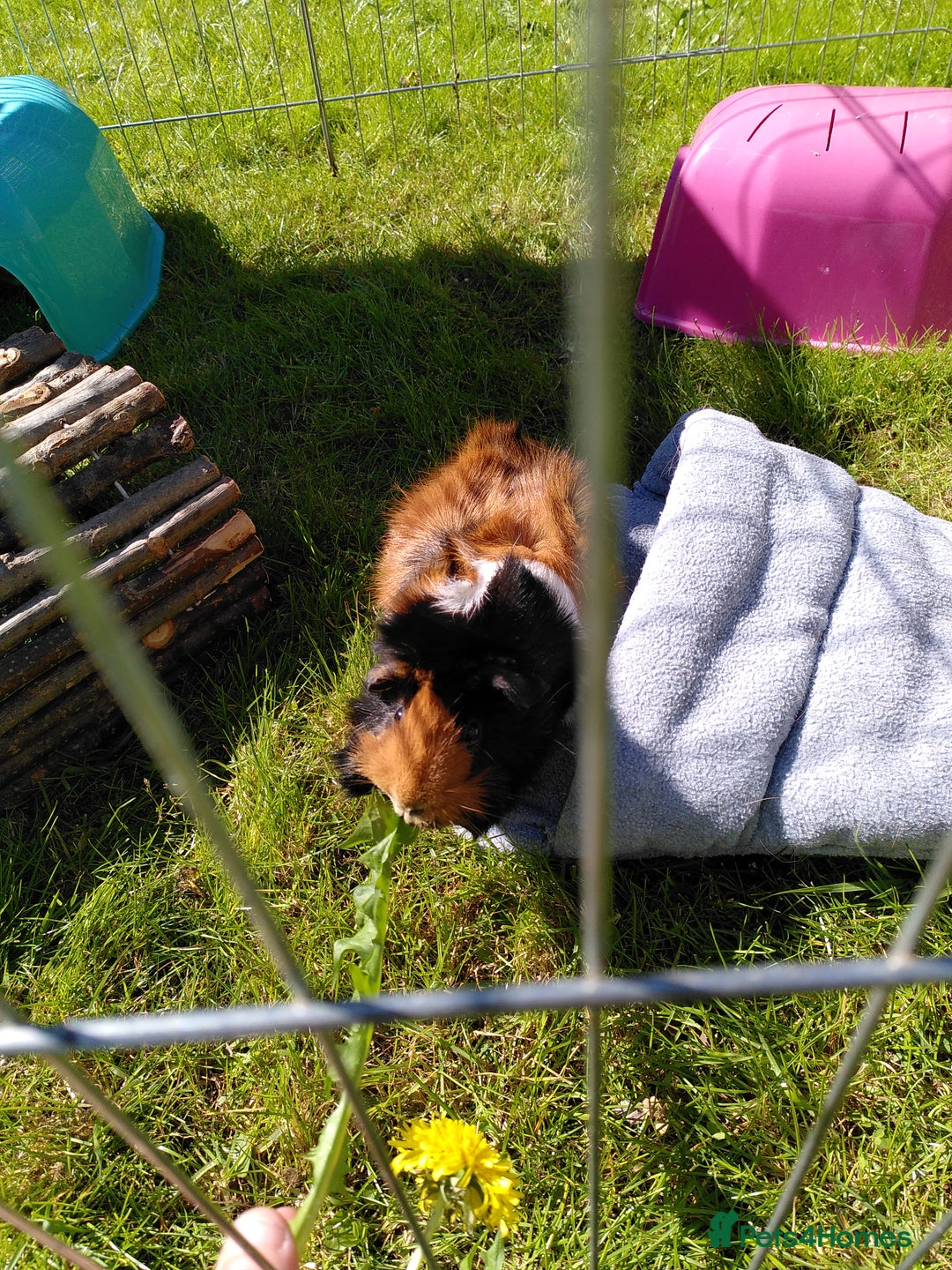 Guinea Pig rodents for sale: Two female guinea pigs - Image 4