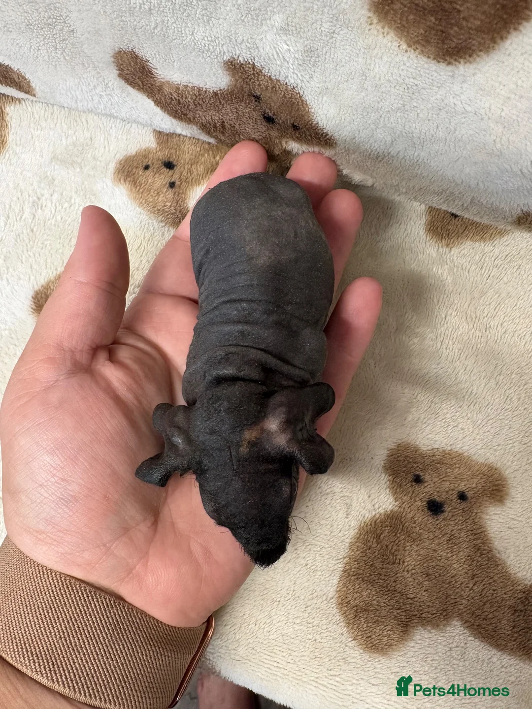 Guinea Pig rodents for sale: Last Skinny Pig Sow Female - Advert 3