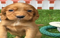 Cocker Spaniel dogs for sale: Gorgeous KC Working Cocker Spaniels- Health Tested - Image 7