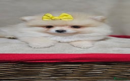 Pomeranian dogs for sale:  Pomeranian puppies ready now  - Image 14