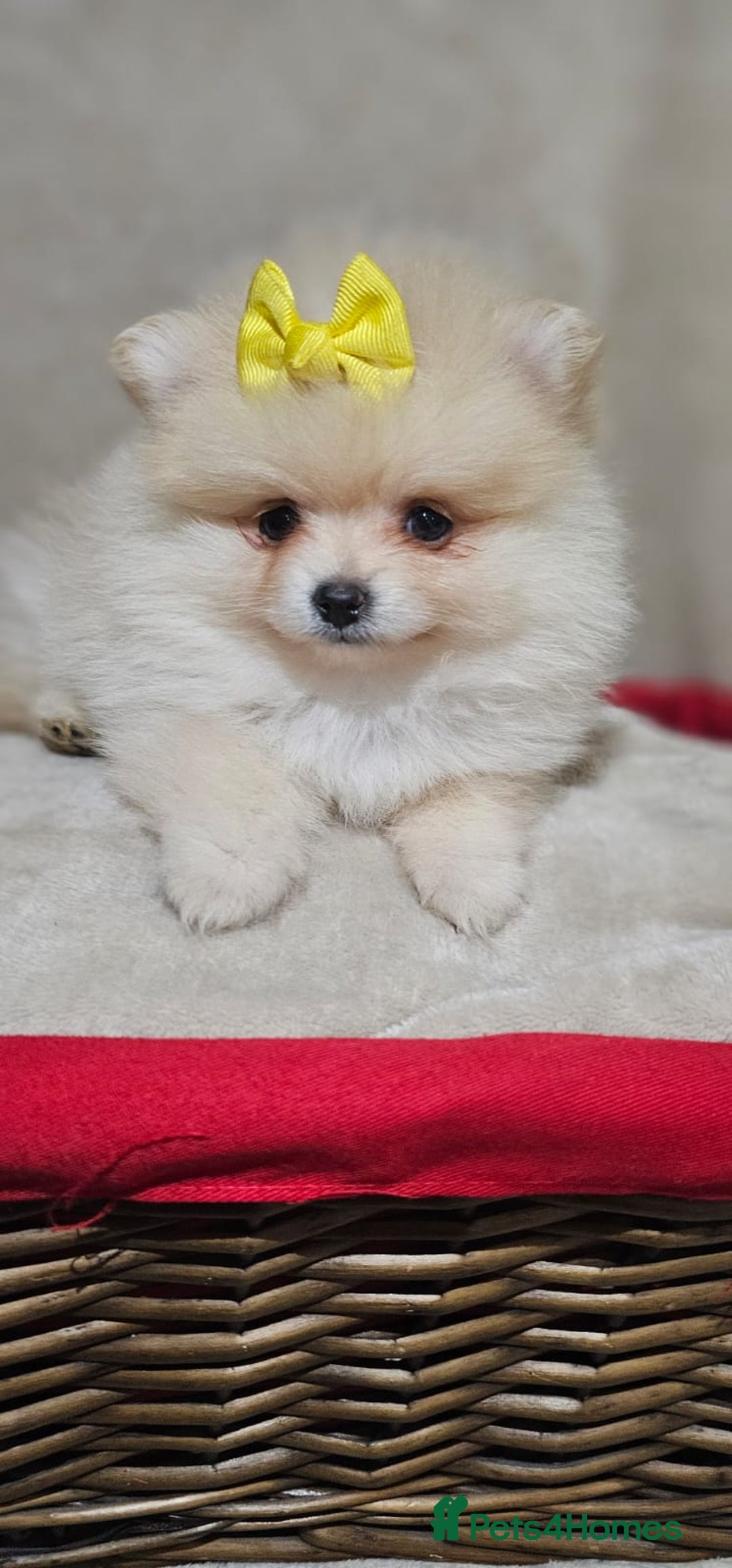 Pomeranian dogs for sale:  Pomeranian puppies ready now  - Image 14