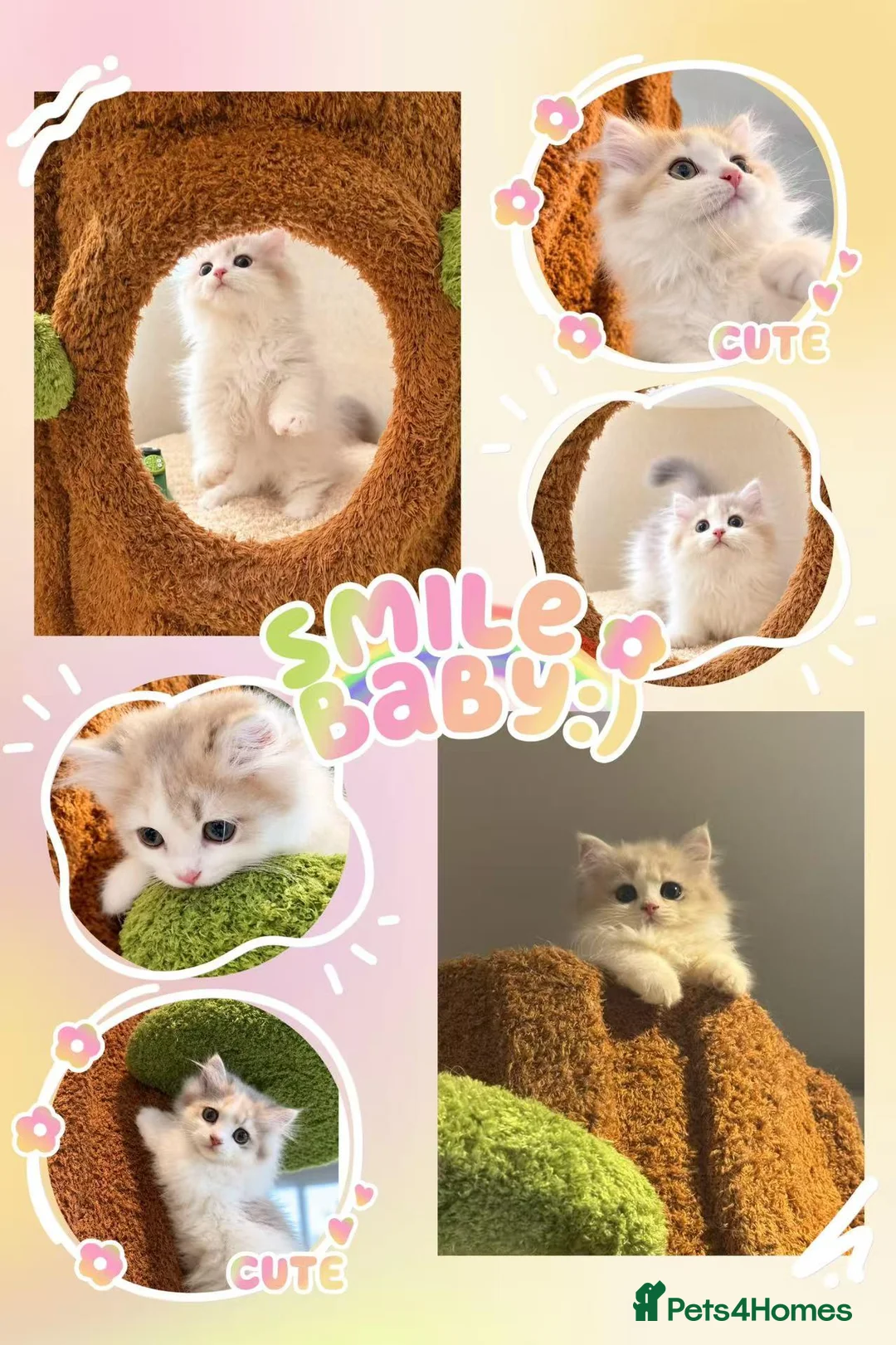 Munchkin cats for sale: Show-Quality Minuet Kittens – Rare in the UK - Advert 2