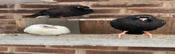 Pigeons birds for sale: Pakistani and Iranian Pigeons - Advert 2