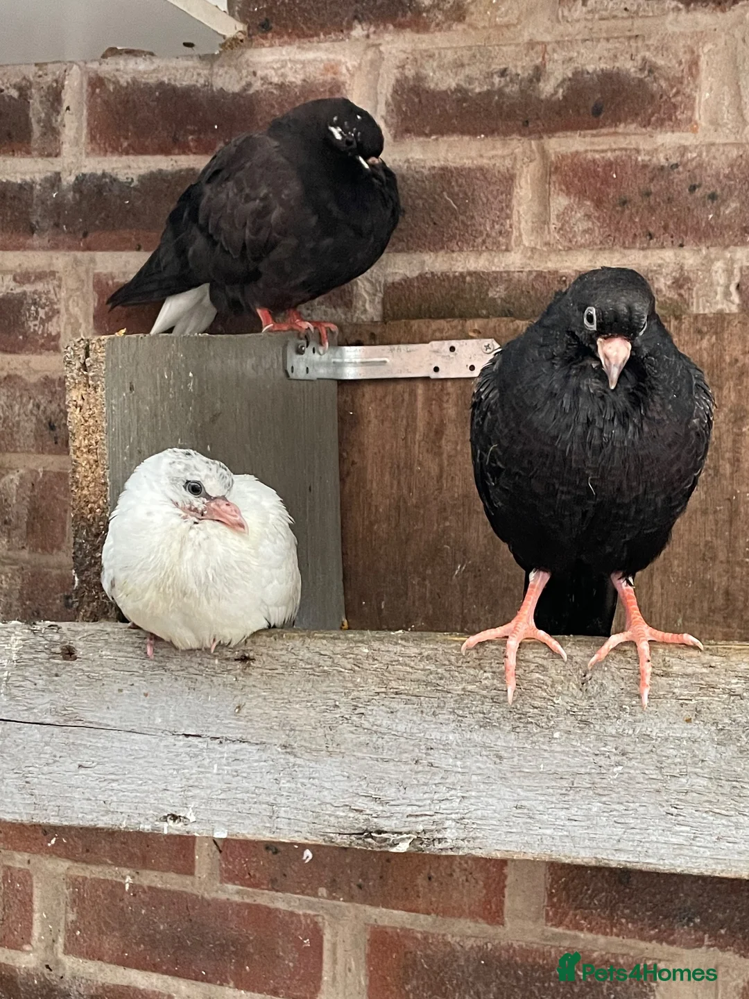 Pigeons birds for sale: Pakistani and Iranian Pigeons - Advert 2
