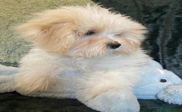 Maltipoo dogs - Advert 4