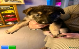 German Shepherd dogs for sale: German Shepard puppies  - Advert 6