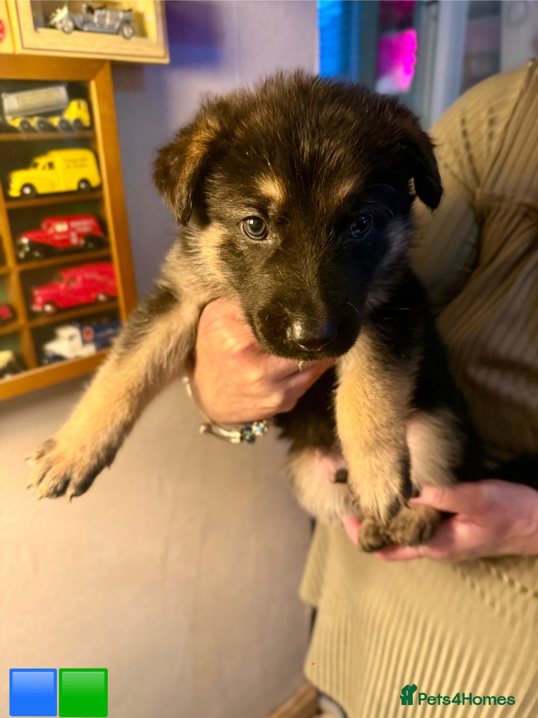 German Shepherd dogs for sale: German Shepard puppies  - Advert 6