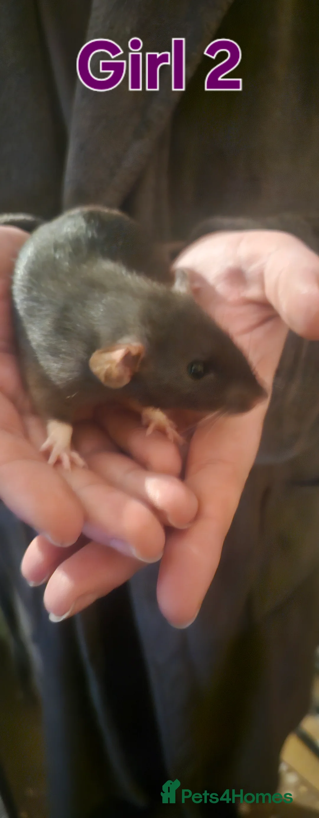 Rat rodents for sale: Baby Rats in Bradford - Advert 2