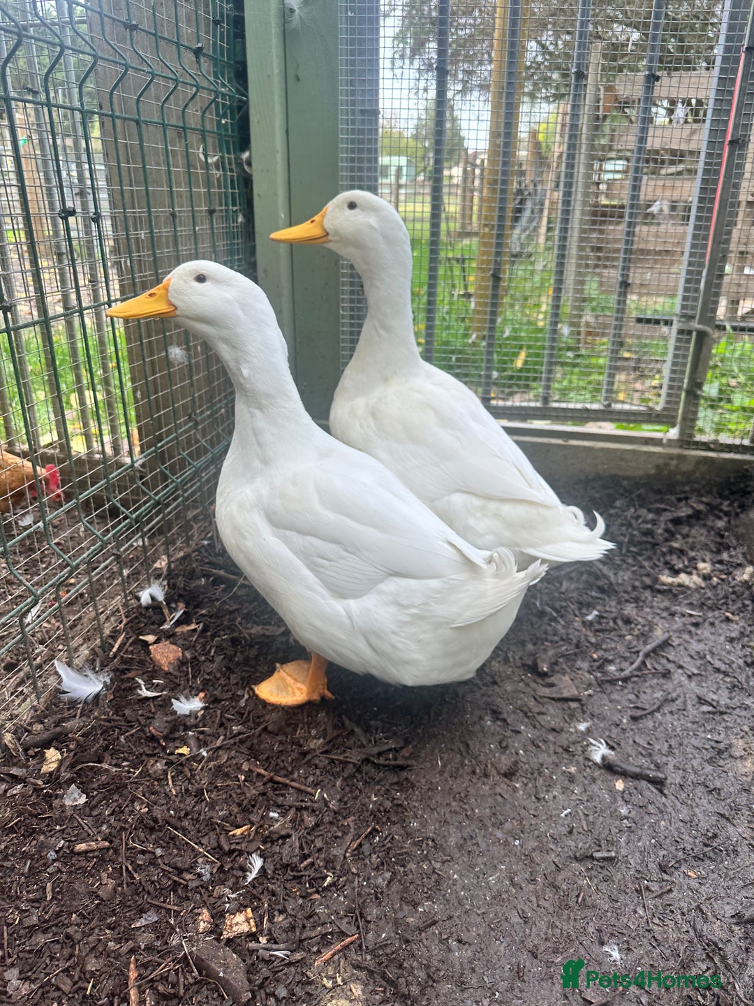 Ducks poultry for sale: Cherry valley  - Image 1