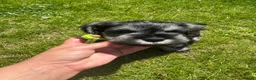 Miniature Schnauzer dogs for sale: 💚💛2 Beautiful KC Boys 💛💚🐾🐶 - Advert 1