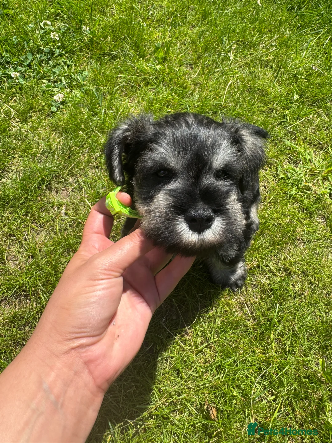 Miniature Schnauzer dogs for sale: 💚💛2 Beautiful KC Boys 💛💚🐾🐶 - Advert 1