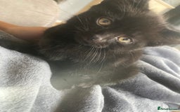 Mixed Breed cats for sale: Kittens for sale - Harrogate - Image 3