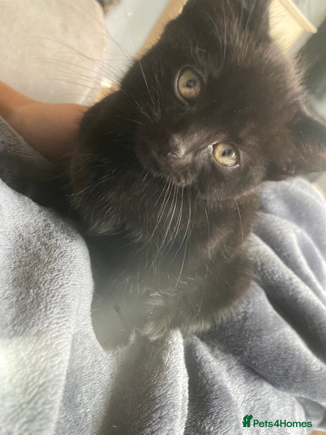 Mixed Breed cats for sale: Kittens for sale - Harrogate - Image 3