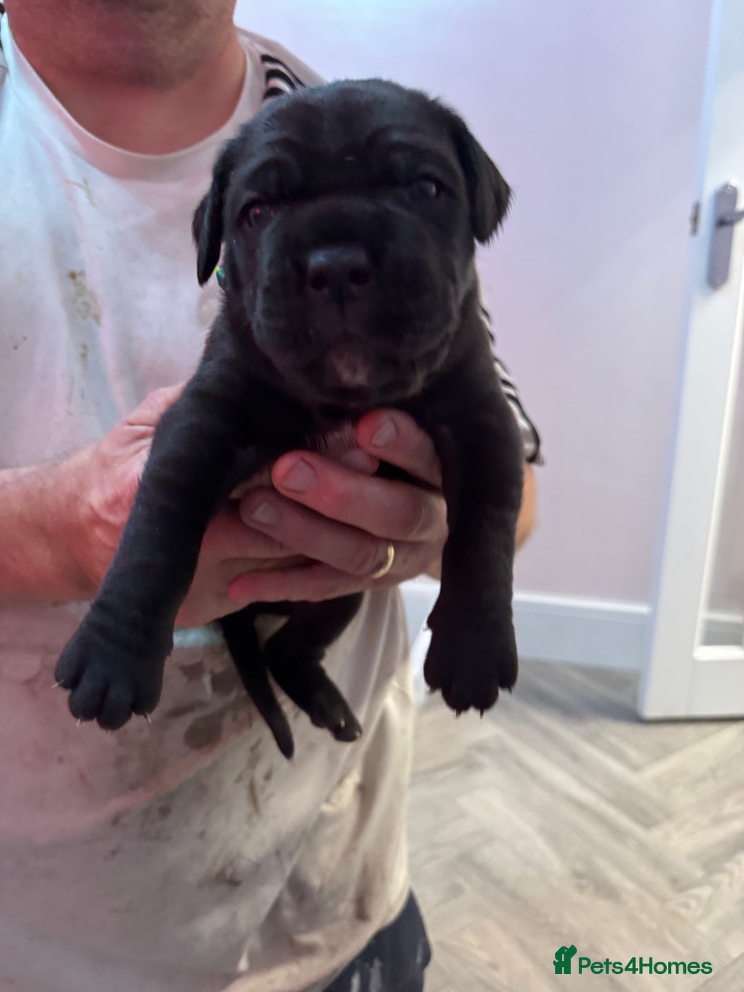 Cane Corso dogs for sale: Beautiful Cane Corso puppies  - Advert 16