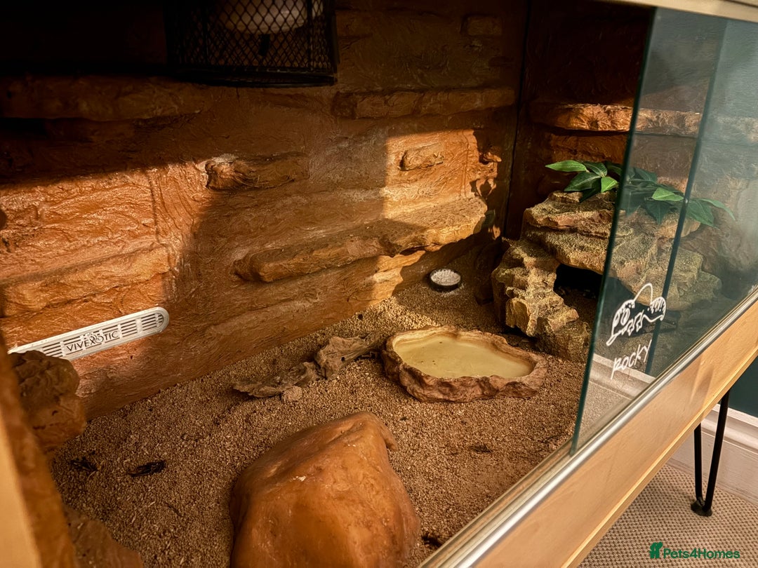 Leopard Gecko reptiles for sale: Leopard Gecko and vivarium - Image 2