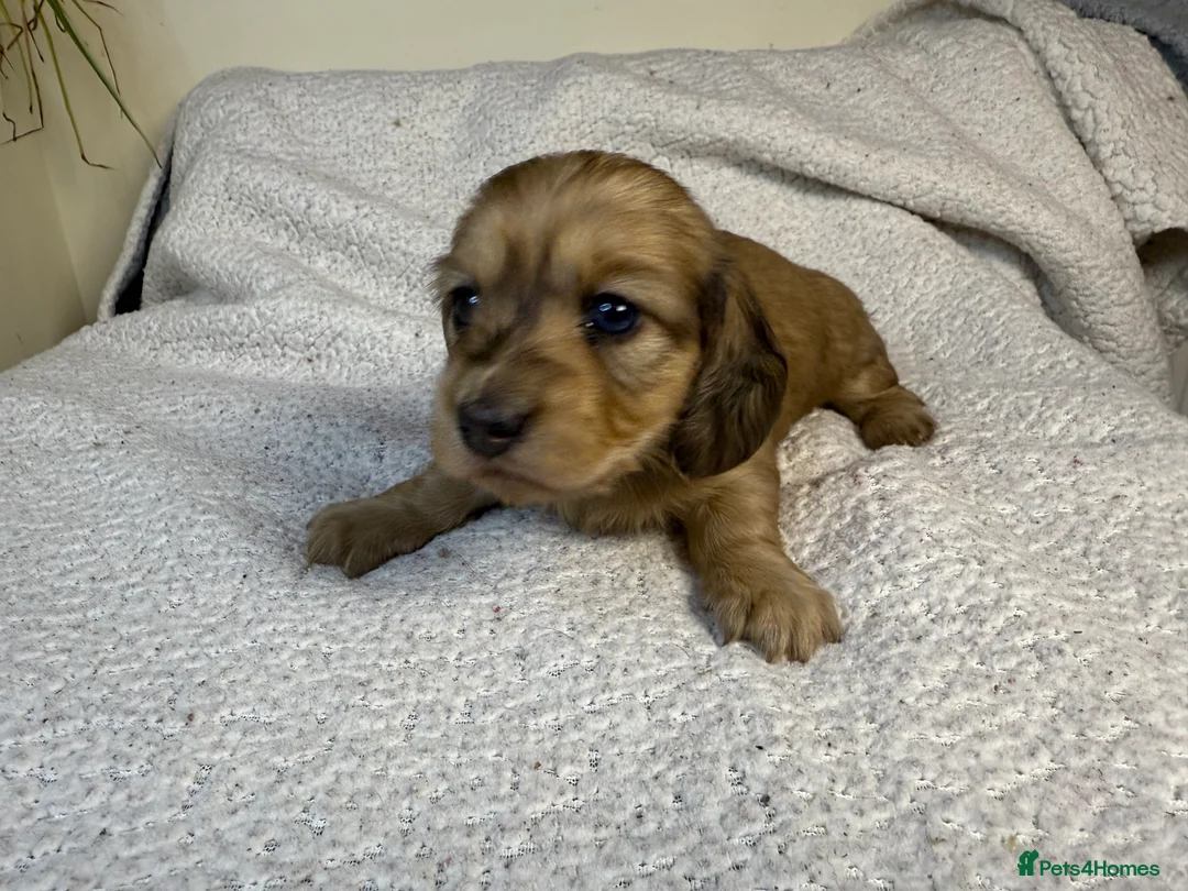 Miniature Dachshund dogs for sale: Long Haired Miniature Dachshund  - Advert 7