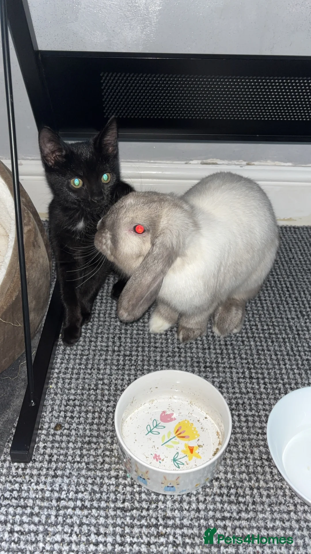 Mini Lop rabbits for sale: Cookie- Mini Lop - Advert 2