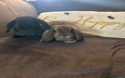 Mini Lop rabbits for sale:  Mini lop boy and girl 9 weeks old  - Image 8