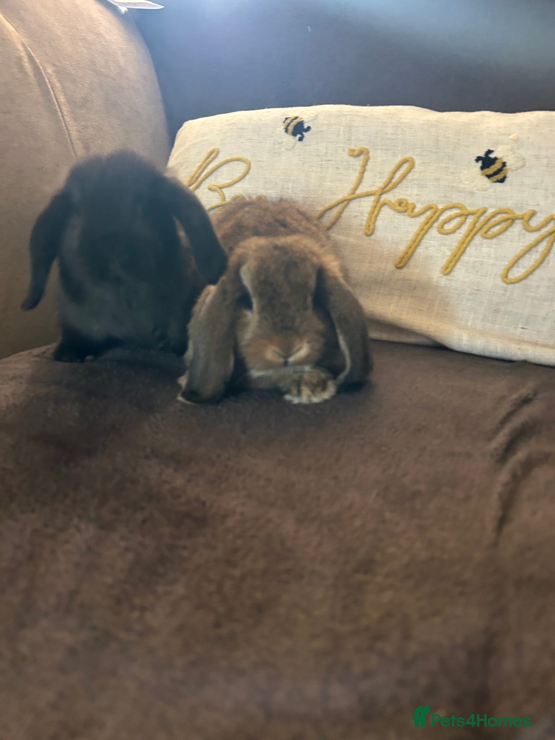 Mini Lop rabbits for sale:  Mini lop boy and girl 9 weeks old  - Image 8
