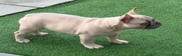 French Bulldog dogs for sale: Male French Bulldog - Advert 3
