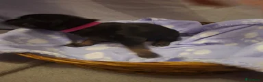 Belgian Shepherd Dog 5