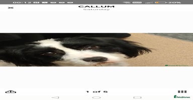 Mixed Breed dogs - Advert 5