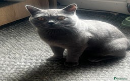 British Shorthair cats for sale: British short haired kittens  - Image 13