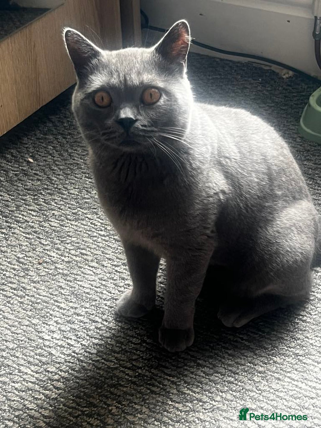 British Shorthair cats for sale: British short haired kittens  - Image 13