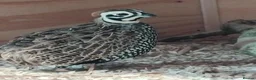 Quail poultry for sale: Mearns/Monizuma Male Quail 2026 in Minehead - Advert 1