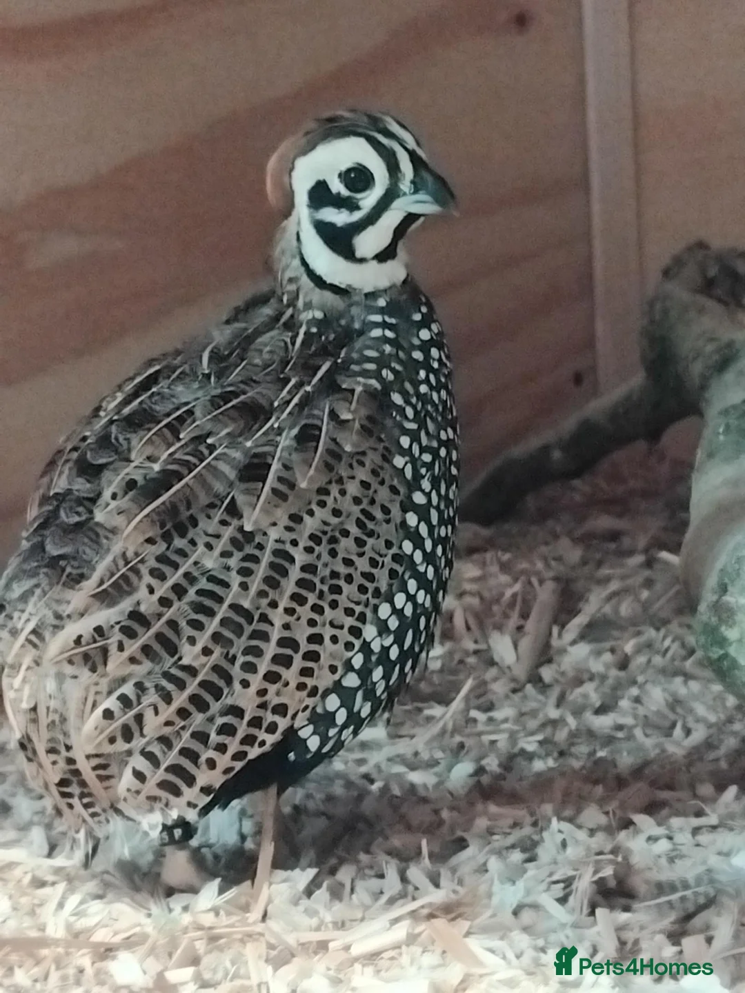 Quail poultry for sale: Mearns/Monizuma Male Quail 2026 in Minehead - Advert 1