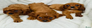 Cavalier King Charles Spaniel 2