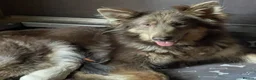 German Shepherd dogs for sale: KC reg long coat puppies  - Advert 1