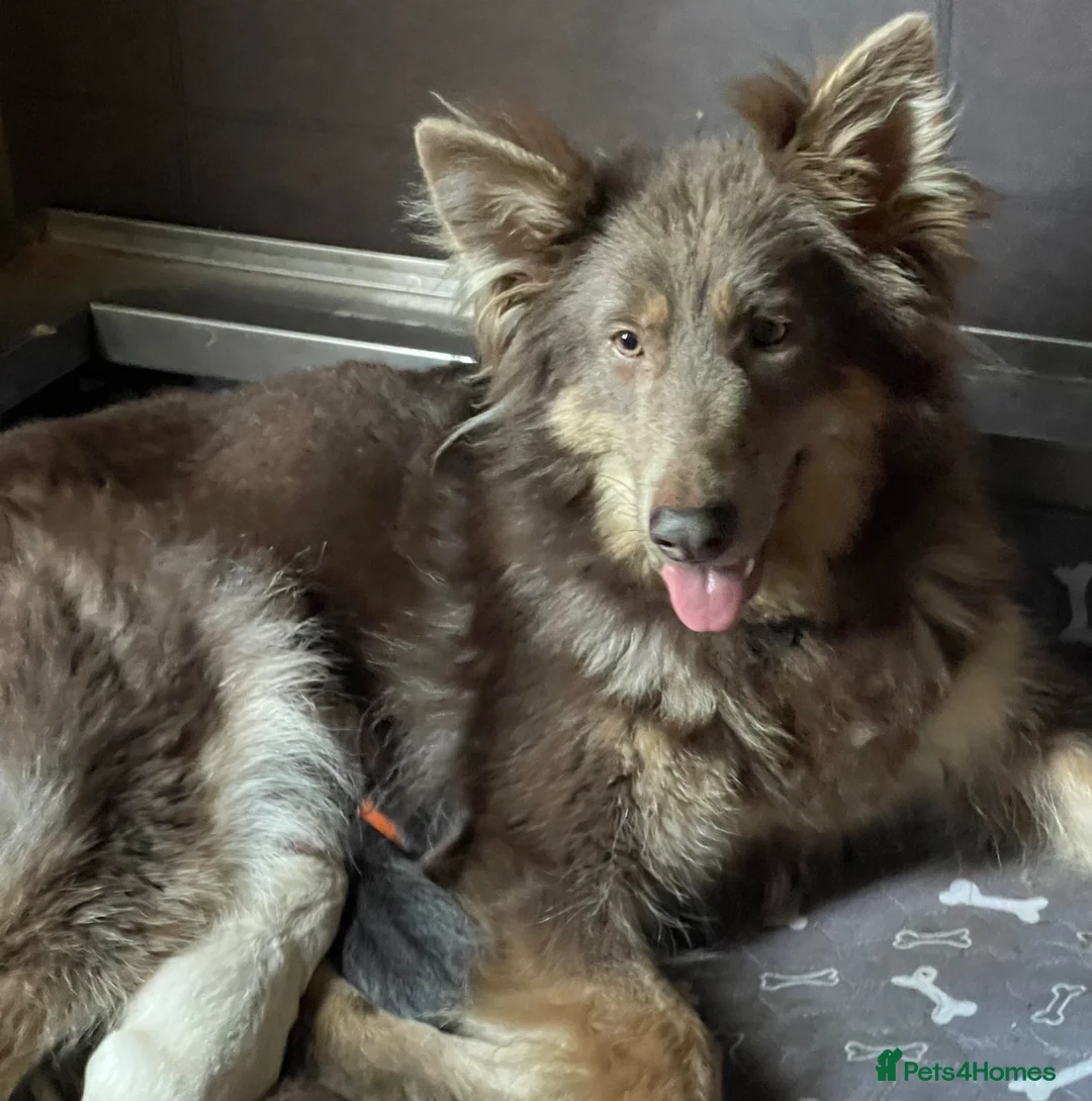 German Shepherd dogs for sale: KC reg long coat puppies  - Advert 1