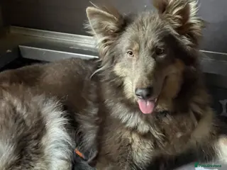 German Shepherd dogs KC reg long coat puppies - Advert 2