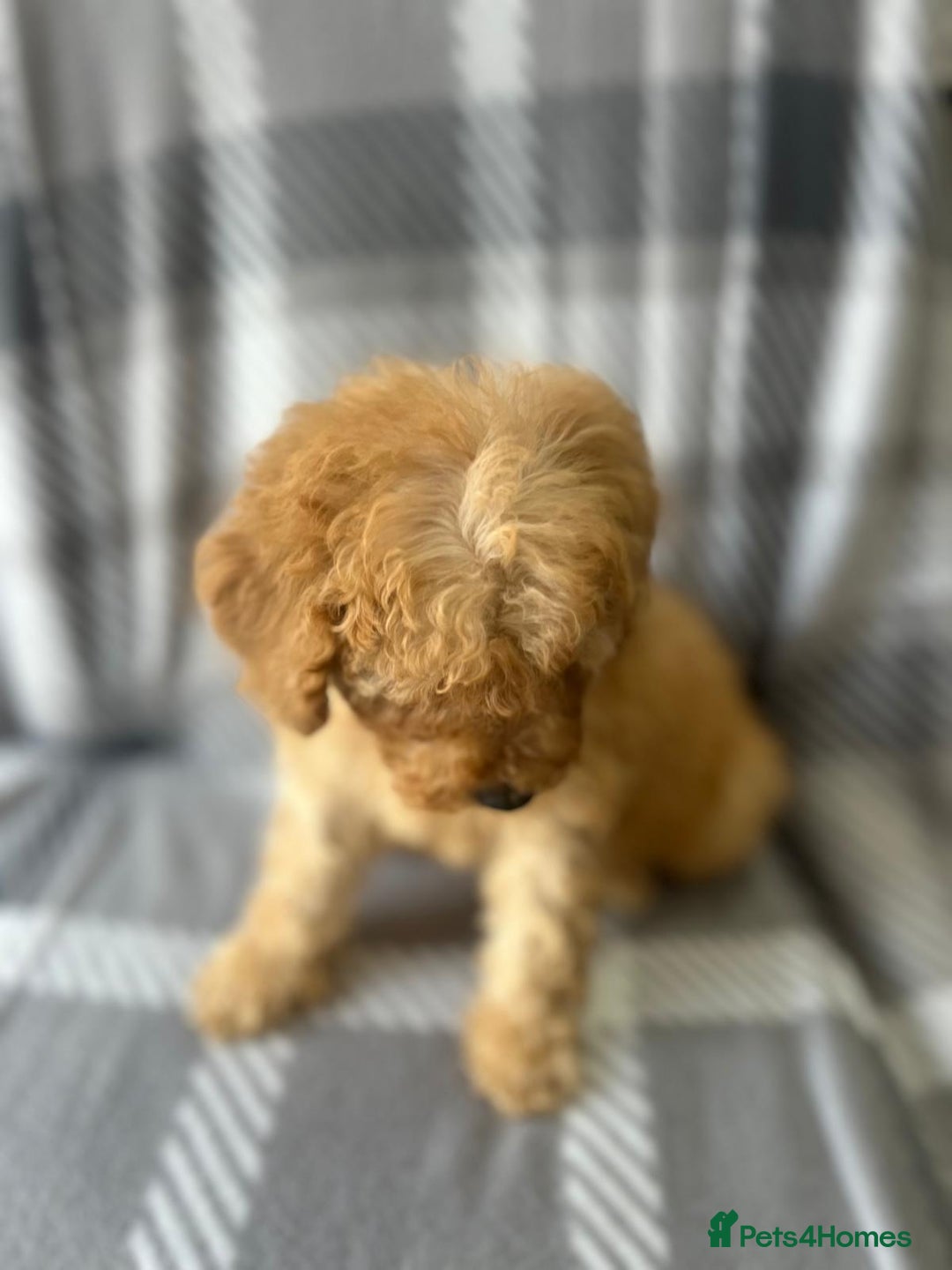 Poodle dogs for sale: Red small miniature poodle mum is tiny one 💙left - Image 13