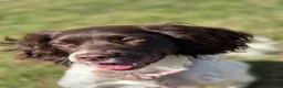 English Springer Spaniel dogs for sale: Springer spaniel 2 years old girl.  in Peterborough - Advert 5
