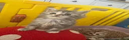 Persian cats for sale: Doll face Persian x Mainecoon gorgeous kittens  - Advert 11