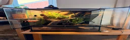 Gecko reptiles for sale: Crusted gecko  in Tidworth - Advert 3