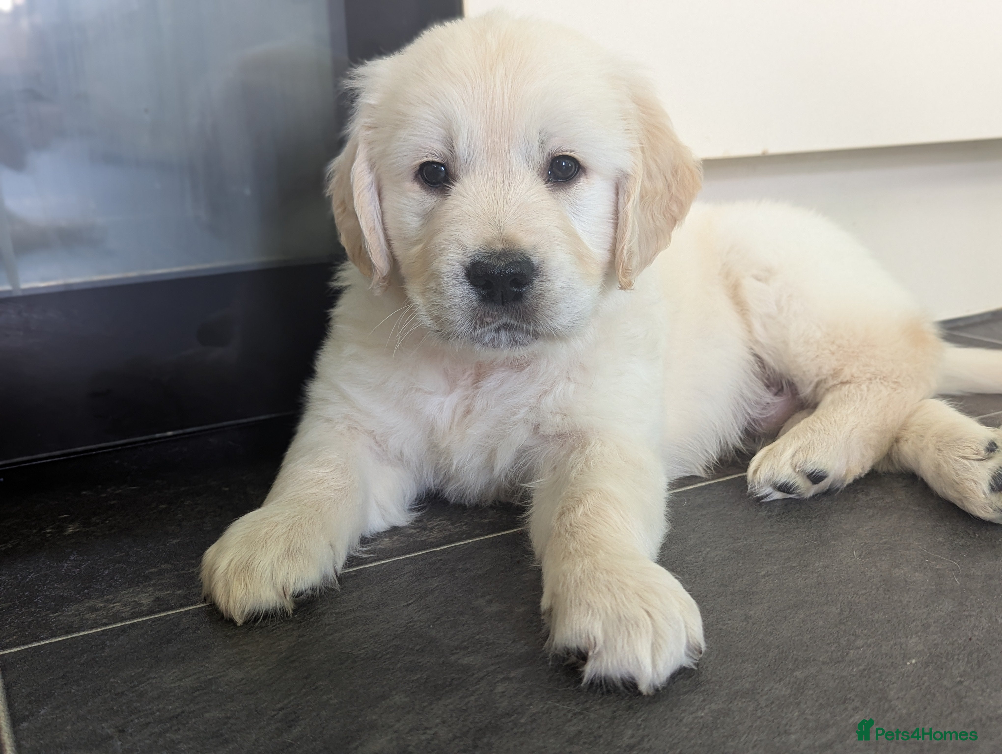 Golden Retriever dogs Adorable Mr strawberry  - Advert 1