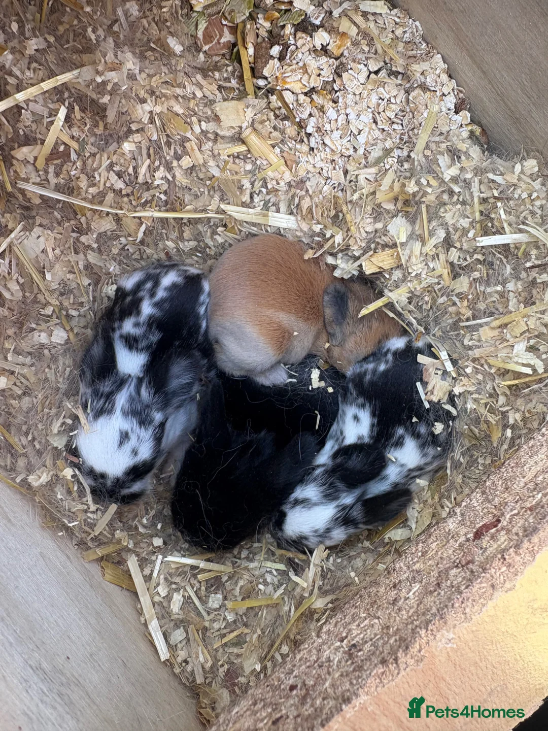 Mini Lop rabbits for sale: Mini lop babies and lion head lops  - Advert 2