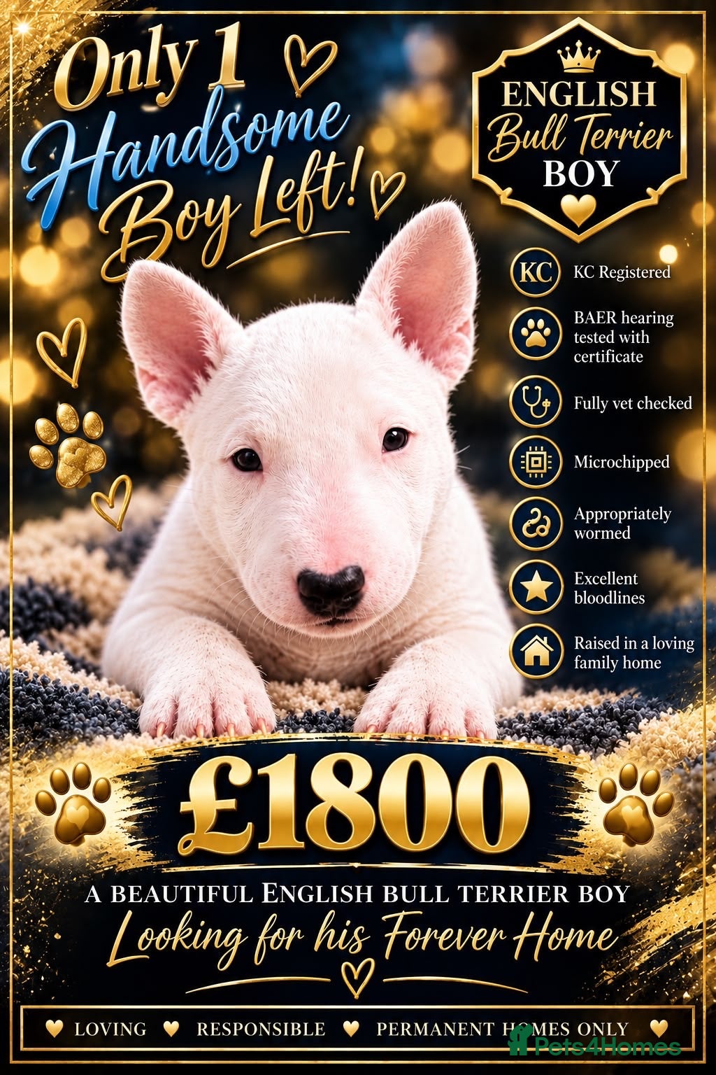English Bull Terrier dogs English bull terrier puppies  - Advert 2