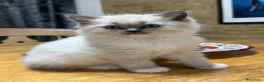 Ragdoll 2