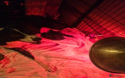 Borador dogs for sale: Black Collie X Labrador Ready to leave 26th Oct - Image 14