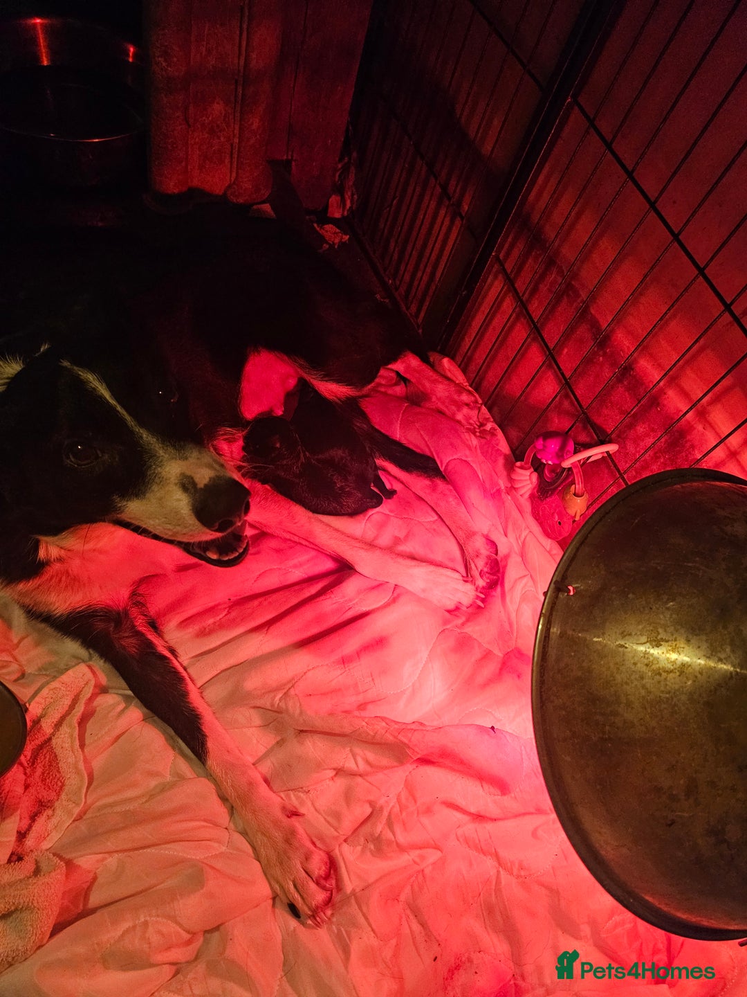 Borador dogs for sale: Black Collie X Labrador Ready to leave 26th Oct - Image 14